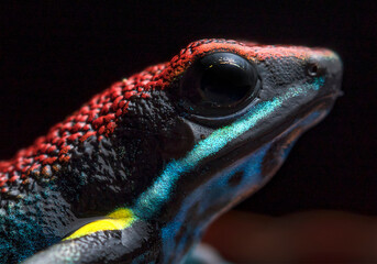 Colorful frog detail