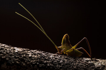 Grasshopper from Ecuador on tree trunk