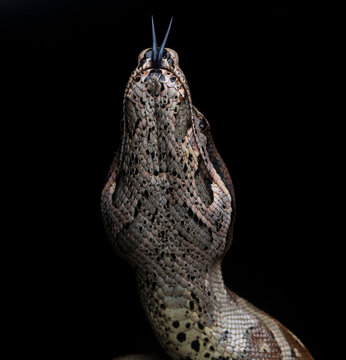 Boa constrictor hanged on tree