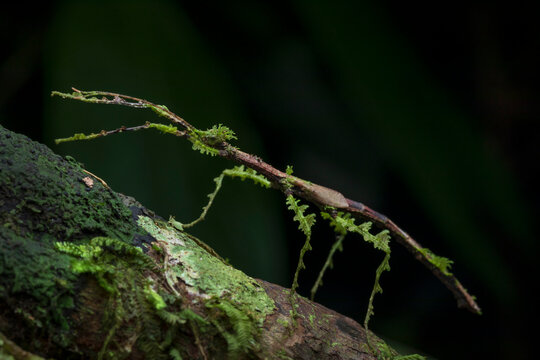 Stick insect on tree trunk