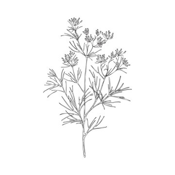 Cumin branch botanically detailed black and white vector illustration isolated.