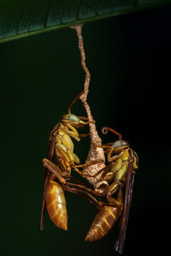 Strange specie of wasp