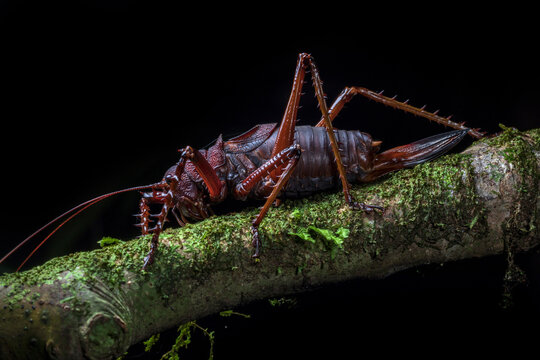 Brown grasshopper resting on branch