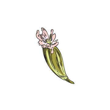 Cumin flower botanical detailed color image sketch vector illustration isolated.
