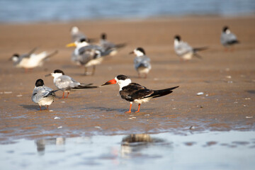 Indian skimmer on a backwater shore
