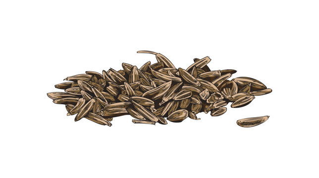 Cumin seeds pile, aromatic spice or condiment - sketch vector illustration isolated on white background.