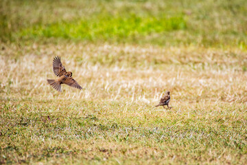 sparrows in the feild 