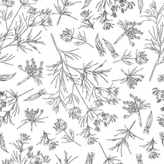 Cumin or caraway plant seamless pattern hand drawn sketch vector illustration.