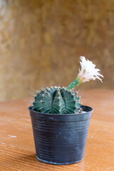 A cactus with white flowers blooming in a small pot.