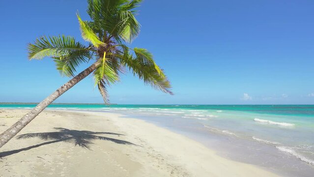 White beach with coconut palm on a tropical island in the Atlantic Ocean. Turquoise sea and palm trees landscape. Wildlife of the sea coast. Camera zoom.