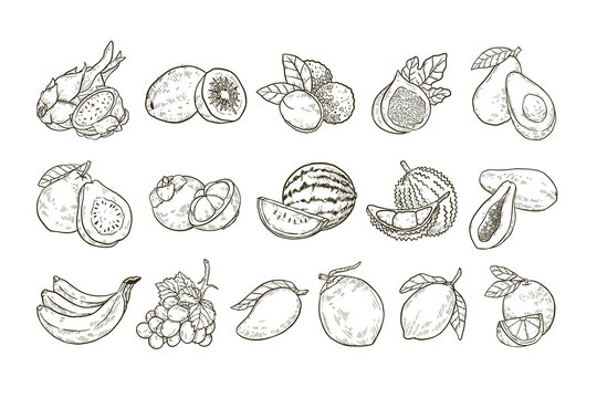 Tropical Fruit Handdrawn Illustration
