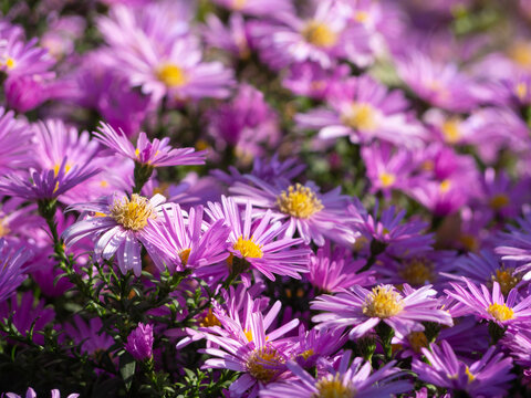 Background texture of blooming flowers. Autumn flowers Purple Asters under the sun close-up