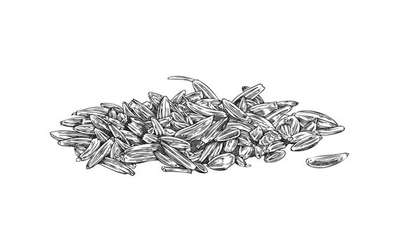 Heap of cumin or caraway spice dry seeds hand drawn vector illustration isolated.