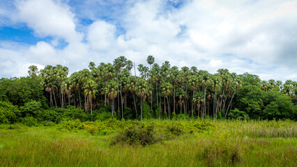 Fototapeta na wymiar Cloudy sky and many palm forests.