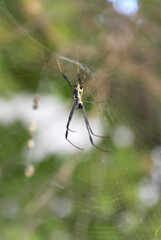 spider in the middle of his web waiting for food amongst green leaves in a forest