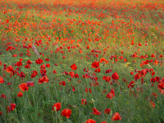 Red poppy flowers on a grain field on a sunny day