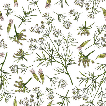 Hand drawn seamless pattern with cumin plants and flowers sketch style