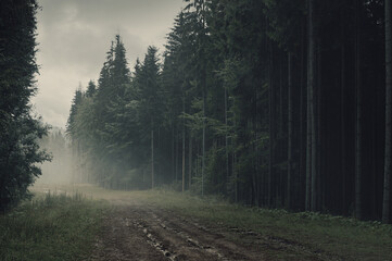 Mystical foggy morning after rain in a dense pine forest. Road in a harsh dark forest.