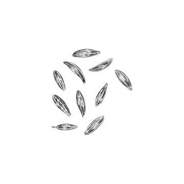 Cumin or caraway seeds for food flavoring and oil vector illustration isolated.