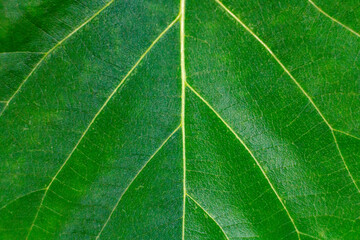Green leaves background. Leaf texture