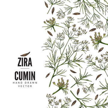 Seamless vertical border with hand drawn cumin sketch style