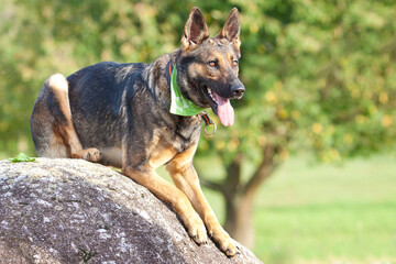 german shepherd dog lying on a rock