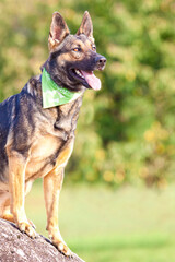 german shepherd dog sitting on a rock