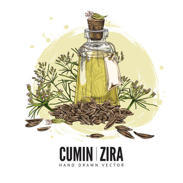 Cumin organic oil with zira seeds and plants, poster template - sketch vector illustration on white background.