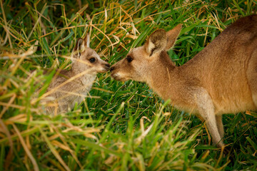 Eastern Grey Kangaroo (Macropus giganteus) on  meadow, very cute animal with baby with green background, australian wildlife, queensland, Brisbane, brown pouched mammal, marsupial