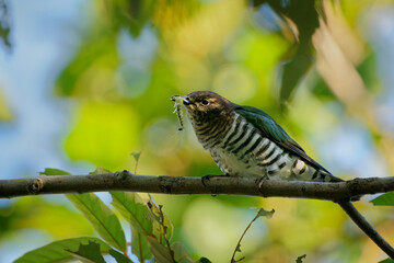 Shining bronze-cuckoo (Chrysococcyx lucidus) a beautiful tiny cuckoo bird with colorful green back perched an a branch in the australian bush. I eats caterpillar