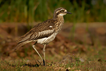 Bush stone-curlew (Burhinus grallarius) an inconspicuous interesting big brown wader bird living in Australian bush. Australia, Brisbane, Queensland, brown bird closeup