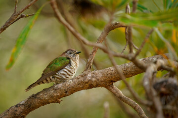 Shining bronze-cuckoo (Chrysococcyx lucidus) a beautiful tiny cuckoo bird with colorful green back...