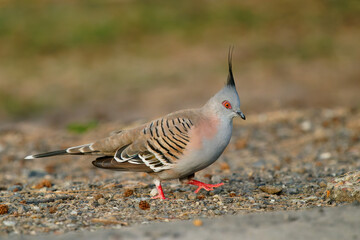 Crested Pigeon (Ocyphaps lophotes) a beautiful common pigeon of Australia. Crested colorful bird walking on the ground in the evening sun