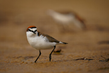 Red-capped plover (Charadrius ruficapillus) a small wader, shorebird on the beach. Small water bird with red ginger head with orange background