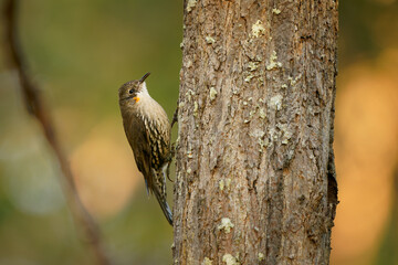 White-throated treecreeper (Cormobates leucophaea), an interesting small brown bird from eastern Australia. Tiny camouflaged bird sitting on the tree trunk with colorful background