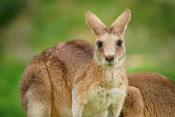 Eastern Grey Kangaroo (Macropus giganteus) on  meadow, very cute animal with baby with green background, australian wildlife, queensland, Brisbane, brown pouched mammal, marsupial