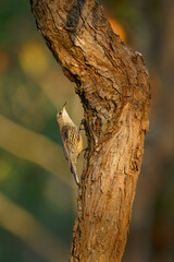 White-throated treecreeper (Cormobates leucophaea), an interesting small brown bird from eastern Australia. Tiny camouflaged bird sitting on the tree trunk with colorful background