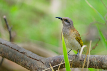 Brown honeyeater (Lichmera indistincta), small brown nectar flower-feeding bird common in eastern Australia. Small brown interesting bird perched on a branch with nice forest background
