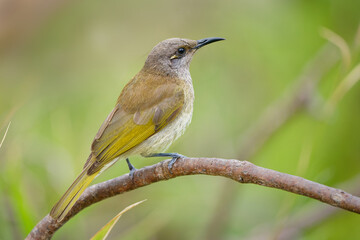 Brown honeyeater (Lichmera indistincta), small brown nectar flower-feeding bird common in eastern Australia. Small brown interesting bird perched on a branch with nice forest background