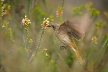 Brown honeyeater (Lichmera indistincta), small brown nectar flower-feeding bird common in eastern Australia. Small brown interesting bird perched on a branch with nice forest background