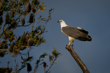 White-bellied sea eagle (Haliaeetus leucogaster) on the branch on the australian coast. Big eagle with blue background