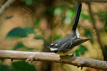 Grey fantail (Rhipidura albiscapa) a small active australian bird, active hunter. Cute little bird in the forest with orage and green background