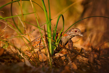 Painted buttonquail (Turnix varius) a special endemic bird of Australia which looks like quail but is more related to gulls (Charadriiformes), it lives in dry eukalypt forests. Small camouflaged bird