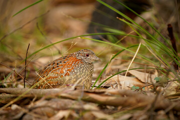 Painted buttonquail (Turnix varius) a special endemic bird of Australia which looks like quail but is more related to gulls (Charadriiformes), it lives in dry eukalypt forests. Small camouflaged bird