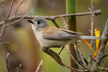 Grey shrikethrush (Colluricincla harmonica) a small inconspicuou grey common australian bird perched on a branch. Small forest birds and animals
