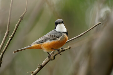 Obraz premium Rufous Whistler (Pachycephala rufiventris) in Queensland, Australia. Beautiful colorful australian bird with orange red breast and belly in the forest with beautiful background