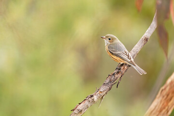 Fototapeta premium Rufous Whistler (Pachycephala rufiventris) in Queensland, Australia. Beautiful colorful australian bird with orange red breast and belly in the forest with beautiful background