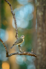 Rufous Whistler (Pachycephala rufiventris) in Queensland, Australia. Beautiful colorful australian bird with orange red breast and belly in the forest with beautiful background