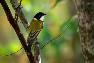 Fototapeta premium Australian Golden Whistler (Pachycephala pectoralis) male, a beautiful colorful yellow australian bird perched on a branch with beautiful green forest background