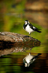 Magpie-lark (Grallina cyanoleuca), a colourful common australian bird. Black and white bird near the water with nice reflection and colorful green background